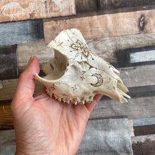 Load image into Gallery viewer, Real Animal Skull Handburned with Pyrography | Woodburning Bone Art | Witch Gift | Altar Decor | Home Decor